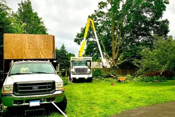 image of Tree and Brush Removal Services